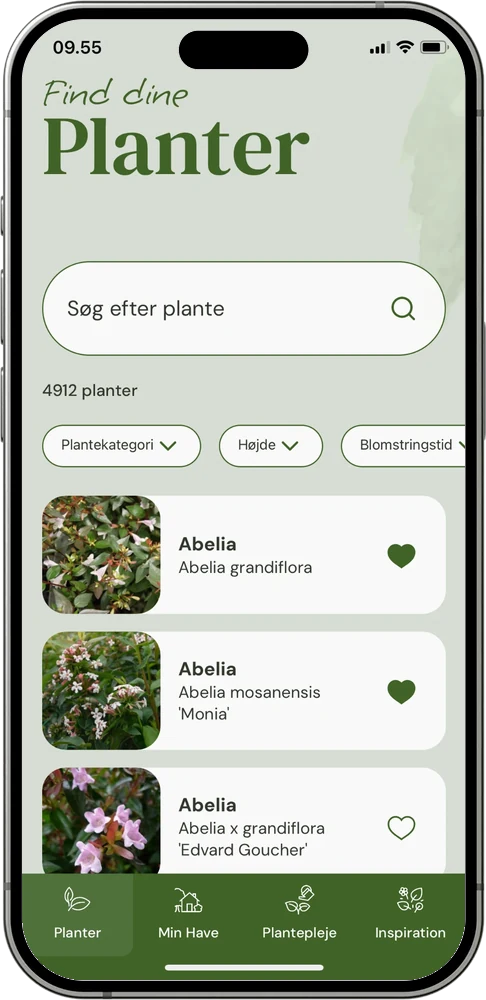 Søgning i plantedatabasen i MinHave-appen
